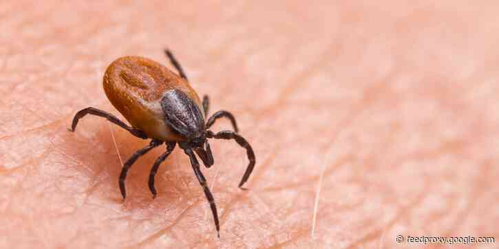 'It's awful. You don't want to get this disease': Here are 5 tips to protect against Lyme disease during peak tick season.