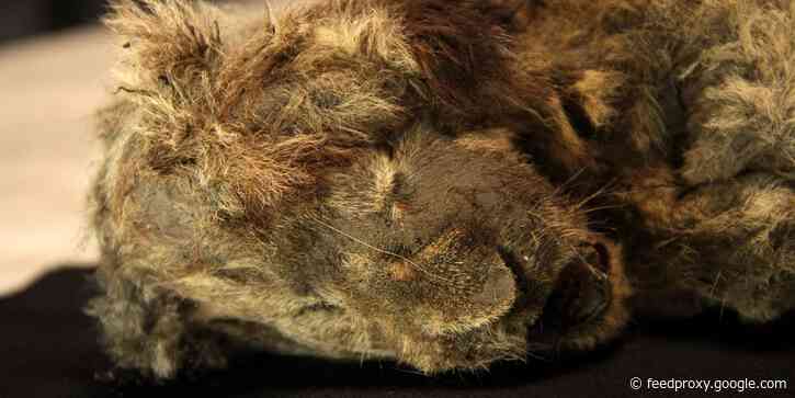 2 perfectly preserved cave lion cubs from the Ice Age, still with whiskers and fur, unearthed by scientists