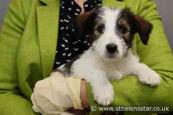 Dognappers and pet thieves set to face tougher sentences - St Helens Star