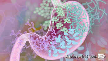 Fasting helps prevent infection in mice