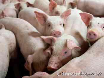 National govt urged to pay for ASF vaccines | Jasper Y. Arcalas - Business Mirror