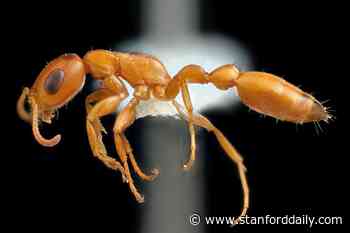 Has COVID-19 affected the Jasper Ridge Ant Survey? - The Stanford Daily