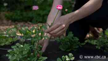 'Happiness in a bouquet': Cut flower industry starting to blossom in Sask.