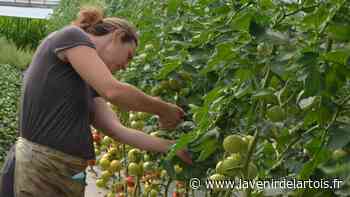 Entre Arras et Douai, une saison maussade pour la cueillette de l'Enclos - L'Avenir de l'Artois