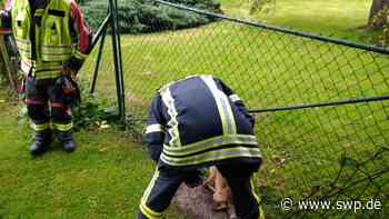 Tierrettung in Hechingen-Boll: Feuerwehr befreit eingeklemmten Fuchs - SWP