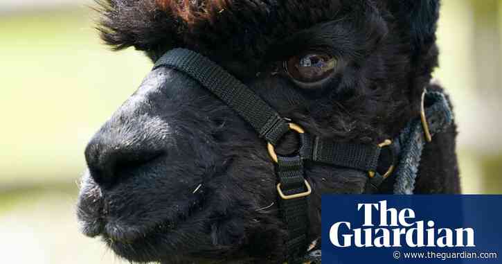 Vets say law is clear and Geronimo the alpaca must be put down