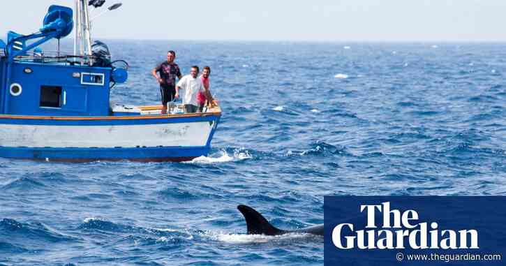 Spain bans small boats from stretch of water after orca encounters