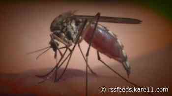 Mosquito numbers are way down this summer and the drought is the reason why