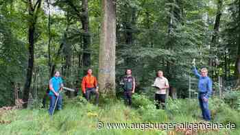 Rekord-Fördergelder für mehr Wildnis im Wald: Totholz soll Artenvielfalt stärken
