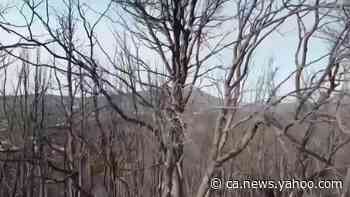 Drone shows aftermath of forest wildfire near Athens - Yahoo News Canada
