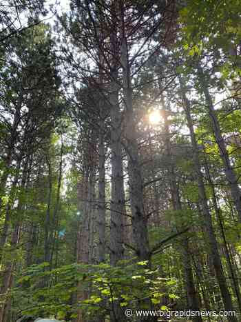 Forest bathing workshop comes to Benzie County - The Pioneer