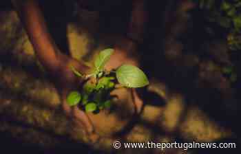 The municipality of Mira will reforest 1600 hectares of burned pine forest - The Portugal News