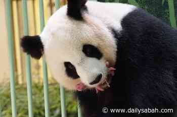 Panda babies, global forest fires and Olympics: Weekly top photos - Daily Sabah