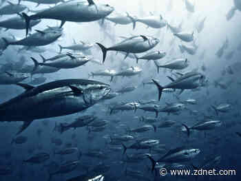 Automated stereo video tech to be trialled to improve Australia's tuna farming operations