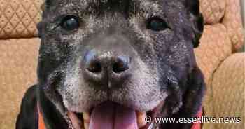 Essex dog lover wanted to rehome Bruno after owner dies - Essex Live