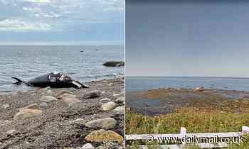 Minke whale carcass that washed-up on Massachusetts beach smells 'like death in a dumpster'