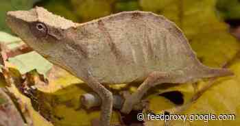 Scientists discover tiny chameleon once feared extinct, but its future is uncertain     - CNET
