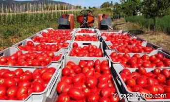 Pomodori, Coldiretti Campania denuncia speculazioni: "Tutto fermo mancano gli autotrasportatori" | - CasertaWeb