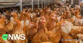 Geurhinder door pluimveebedrijf in Dendermonde sleept verder aan, stad hoopt dat provincie vergunning intrekt - VRT NWS