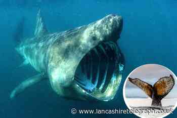 Sharks, whales and other sea animals spotted near Lancashire