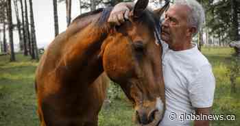‘Boom, they were gone:’ Alberta trainers mourn loss of two horses struck by lightning