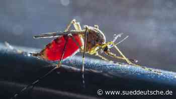 Mückenplage an Ammersee und Starnberger See - Süddeutsche Zeitung