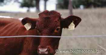 Beef and cattle trade rebounds from the pandemic