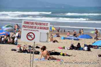 Une micro-algue toxique apparaît sur les plages de la Côte basque française