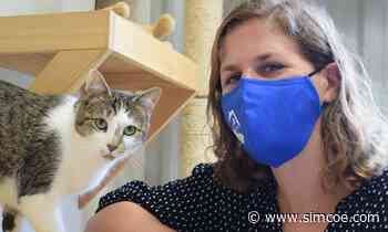 'Financial strain': Pandemic continues to place pressures on Alliston animal shelter, veterinarians - simcoe.com