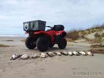 Quase 30 pinguins são encontrados sem vida entre Laguna e Imbituba - Notisul