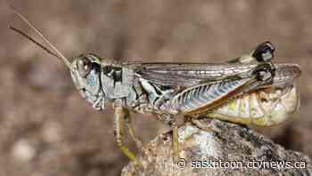 Hot, dry weather means more grasshoppers feasting on Sask. crops