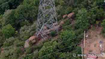 Elephant herd that captivated world is heading home