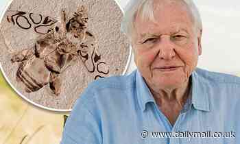Fossil of 49-million-year-old frog-legged beetle named after famous naturalist David Attenborough