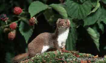 Least weasel, world's smallest carnivore, is disappearing from the US, but experts don't know why 