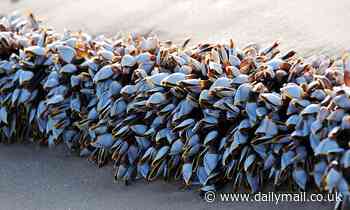 Surgical glue inspired by barnacles stops bleeding in 15 seconds