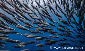 Climate change: Rising sea temperatures are SHRINKING our favourite fish, study warns