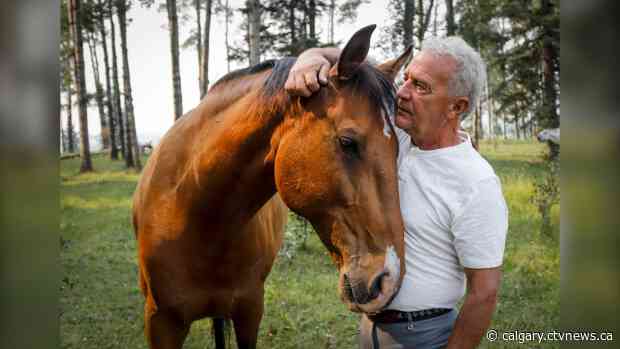 'Boom, they were gone:' Alberta trainers mourn loss of 2 horses struck by lightning
