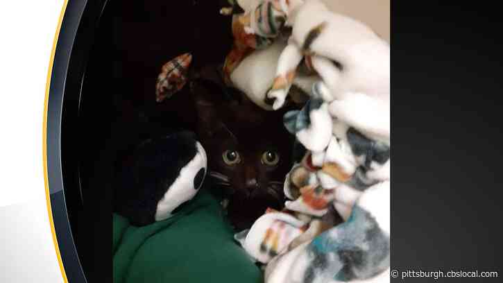 ‘Slow, Painful Death’: Possible Poisoning Of 5 Cats Under Investigation In Edinboro