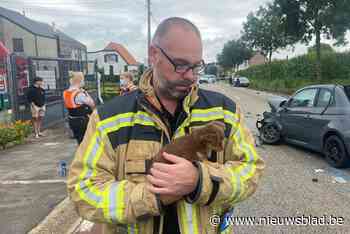 Man ernstig gewond bij zware klap in Riemst, brandweer neemt hondjes mee - Het Nieuwsblad