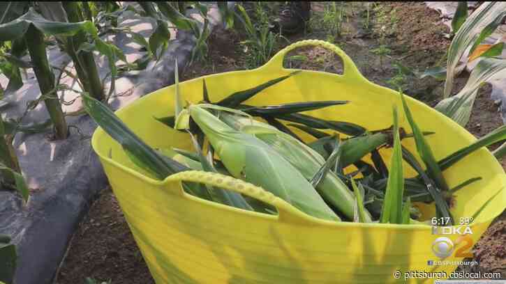 Greater Pittsburgh Community Food Bank Rescues Produce From Local Farms