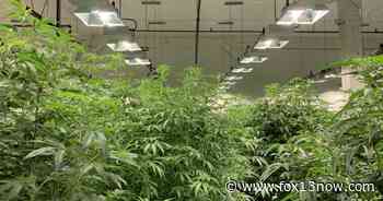 Paiute tribe explores getting into the medical cannabis business - fox13now.com