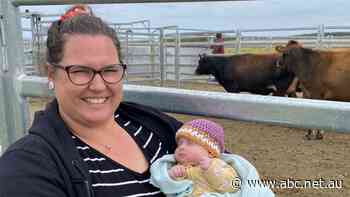 Short notice: Just six weeks to find a farm or 50 cows must go