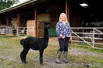 Protesters prepare to march on Downing Street to save Geronimo - Barrhead News