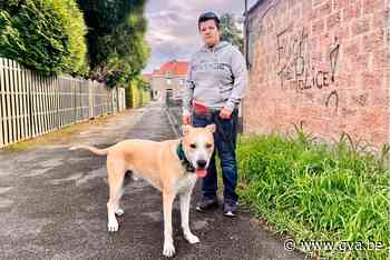 Hondenbaasje stoot op slakkengif in soepbeenderen: “Levensge... (Mechelen) - Gazet van Antwerpen Mobile - Gazet van Antwerpen