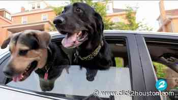 Road Trippin' with your dog: Houston puppy expert shares pro tips | HOUSTON LIFE | KPRC 2 - KPRC Click2Houston