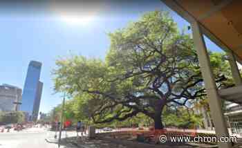 Why Houston's oldest tree needs a new identity - Chron