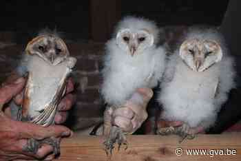 Vier late uilskuikens bevolken toren Sint-Pancratiuskerk (Ranst) - Gazet van Antwerpen Mobile - Gazet van Antwerpen
