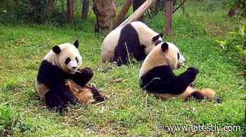 Two Baby Pandas Born at France’s Beauval Zoo (Watch Video) - LatestLY