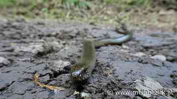 Reptilien - Echsen: S wie Snake - Schlangenalarm in Weigelsdorf - meinbezirk.at