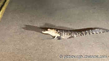 Alligator Spotted Along New England Road In West Mifflin